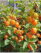 Last Chance sunlight-physalis-goodberries-golden-berries