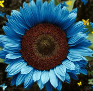 2023 New Wonderful Decorative Midnight Oil Blue sunflower Seeds