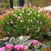 Last Chance Candy Cane Sorrel