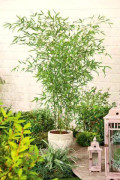 Wonderful Yellow Bamboo fast growing Can also be grown in a pot
