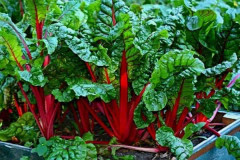 2023 New wonderful red vulgaris rhubarb big pack 15 seeds