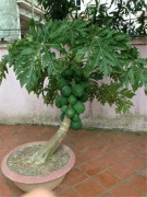 Last Chance Seeds Carica papaya amazing easy grow in pot or Garden