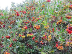 Seeds Strawberry tree tree strawberry strawberry
