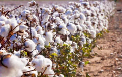 Wonderful Delinted Cotton Seeds grow your own cotton.