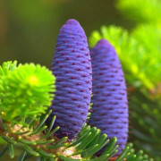 2023 New Fir Abies (Fast Growing)