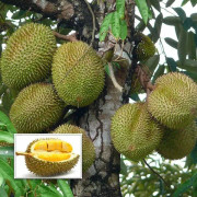 Last Chance 1-seed-wonderful-durian-fruit-tree-seed