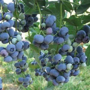 Seeds Gigant American Blueberries 5pcs