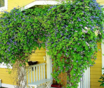 Sista chansen, Snabbväxande Humle "Hallertau mittelfruher" (from Germany)