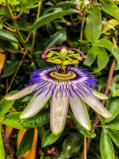2023 New Blue Crown Passion Flower passion fruir