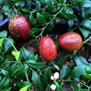 Last Chance australian-blood-lime-tree-buy-2-get-one-free