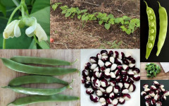 2023 New orca beans ying and yang easy to grow and give good return great to food