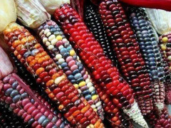 Sista chancen(SS) Fröer: Rainbow Corn , Regnbågsmajs mix