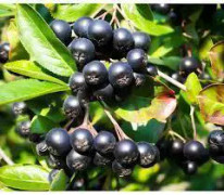 2023 New Seeds wonderful ARONIA wonderful shrub with very good berries