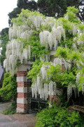 2023 New wisteria white 4 seeds