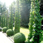 Sista chansen (SS)Snabbväxande Humle Centennial (from USA) Fast growing Hop seeds
