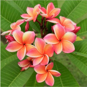 2023 New s seeds plumeria plumeria