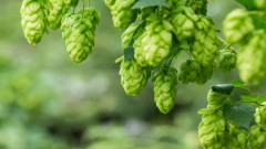 Sista chancen (S) Snabbväxande Humle, Hops Seeds (Mix of several sorts)