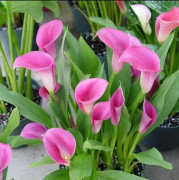 2023 New Underbar Rosa Trumpetlilja, Hybrid lilja släktet