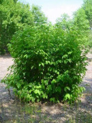 2023 New Wonderful Hazelnut Tree (grow your own hazelnuts) 5Pcs