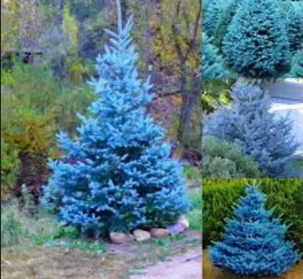 Luxury Garden Spurce Tree