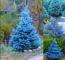 Luxury Garden Spurce Tree