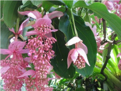 2023 New 4s seeds the amazing medinilla magnifica