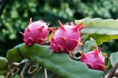 Sista chancen (S) Dragon Fruit, Red