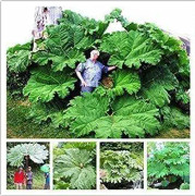 Sista chancen Storpack Fröer: Gigant Rhubarb - Gigantisk Rabard (flerårig , lättodlad)