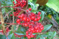 Red Coral Berry (Sweet and tasty)