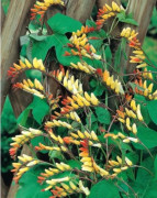 Last Chance wonderful-5-seeds-firecracker-vine-mina-lobata