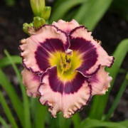 Rainbow Rhythm Pack of 5 Seeds