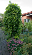 Sista chancen Snabbväxande Humle East Kent Goldings from England Hop seeds