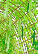 Last Chance wonderful-decorative-5-seeds-snake-gourd-lagenaria-siceraria