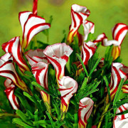 2023 New Cane Sorrel