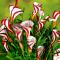 Last Chance Cane Sorrel