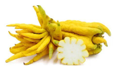 2023 news Fröer: Bonsai Buddha´s Hand (Fingered Finger Citron)