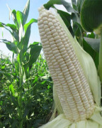 Sista chancen (S) Fröer: vit majs / White corn