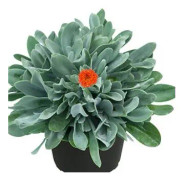 Senecio 'Orange Flame' 12cm kruka