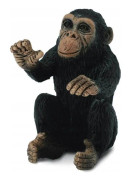 Chimpanzee Cub Hugging