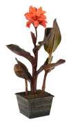 Floraya - Canna Julia - Dammplanta i plantskola ⌀18 cm - ↕20-30 cm