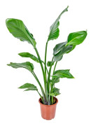 Floraya - Strelitzia 'Nicolai' - Bird of Paradise-växt - Krukväxt i plantskola ⌀21 cm - Höjd ↕80-100 cm