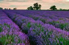 2023 New Large package Wonderful Lavendel (Easy to grow)