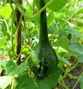 2023 New wonderful decorative 5 seeds gourd marenka lagenaria siceraria