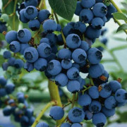 2023 New Seeds Gigant American Blueberries 5pcs
