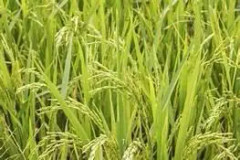 2023 New Arborio Rice (easy to grow grow your own rice)