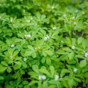 2023 New Seeds Fenugreek (5 7 pcs)