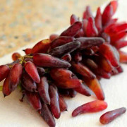2023 New red finger grape seeds