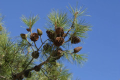 2023 New Pine Tree