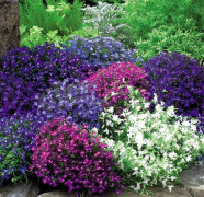2023 New lobelia mixed colors 15 20 seeds