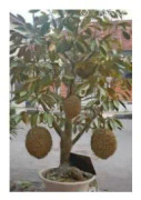 2023 New 1 seed Wonderful Red Durian fruit Tree Seed